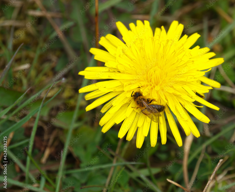closeup macro pollen covered bee on a bright yellow dandelion flower bloom closeup macro pollen covered bee on a bright yellow dandelion flower bloom