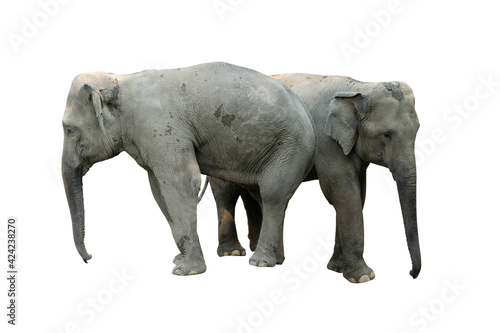 Elephant isolated on white background. Elephants are the largest land mammals on earth and have distinctly massive bodies  large ears  and long trunks.