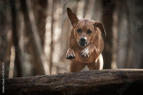 Brown dog jumping over a log in the forest