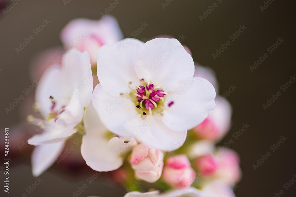 Spring Flowers