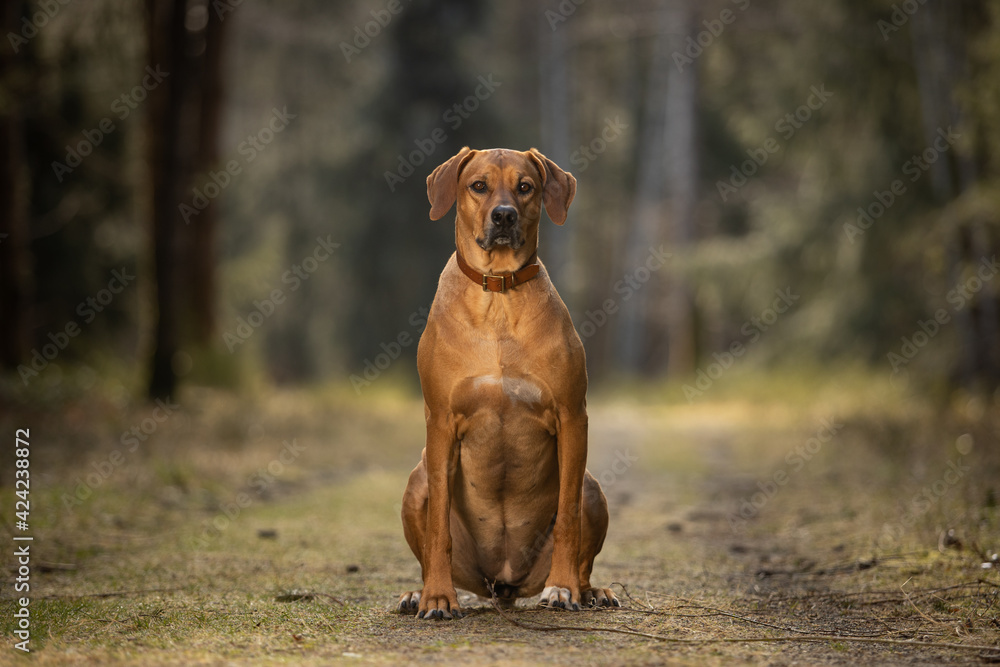 portrait of a rhodesian ridgeback dog in the park portrait of a rhodesian ridgeback dog in the park