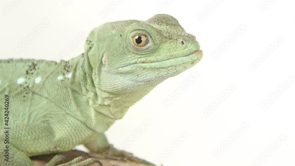 Basilisk close up looking at camera on white background Basilisk close up looking at camera on white background