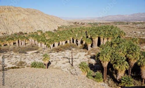 Photography Thousand Palms in Coachella Valley Preserve in California USA