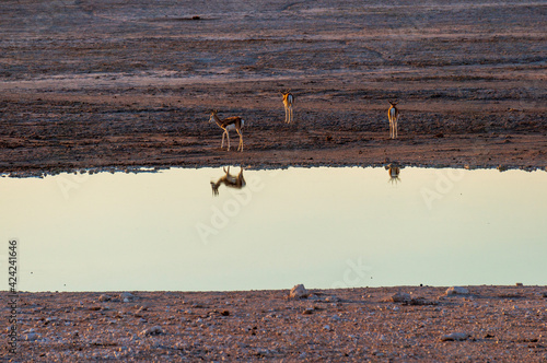 Gazelles near a pond