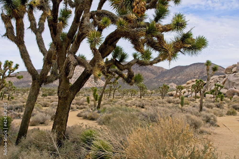 Joshua Tree National Park in California USA Joshua Tree National Park in California USA