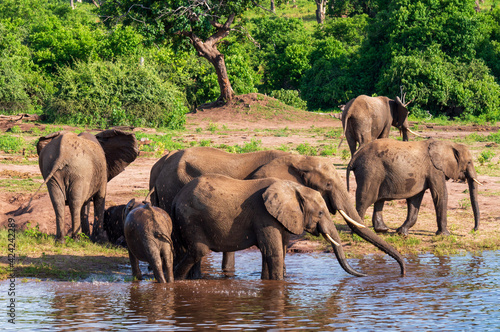 Canvas Print elephants in the water
