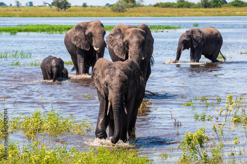 elephants in the water at chobe national park