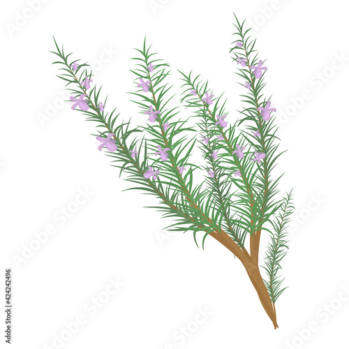 a branch of flowering rosemary isolated on a white background