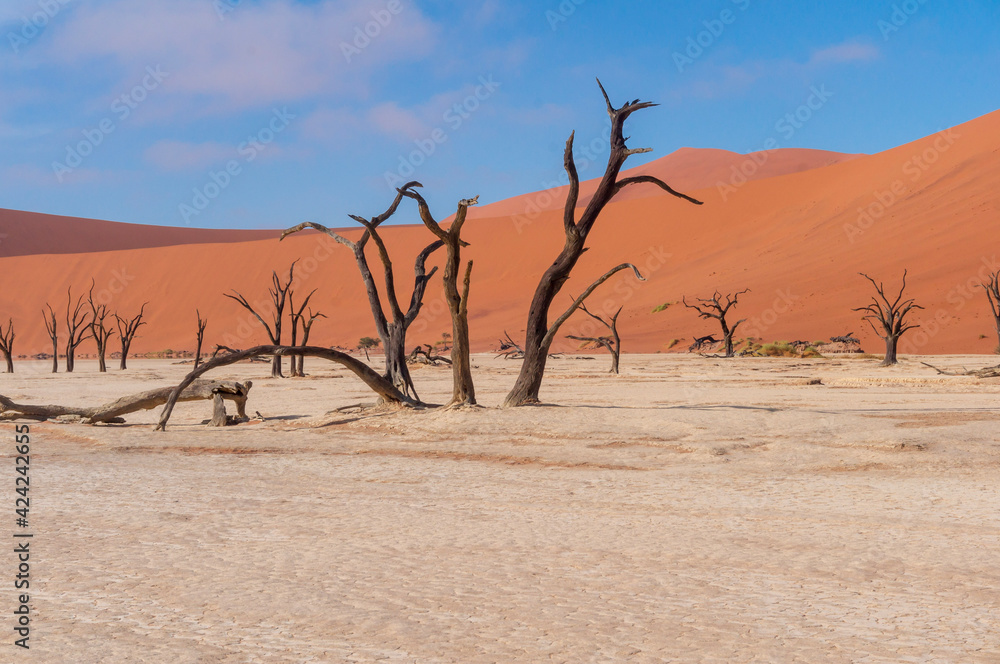 Camel thorn tree in the desert