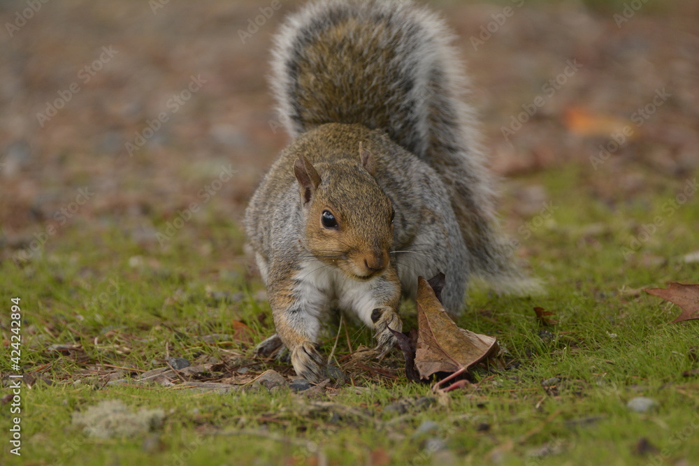 Obraz premium Eastern Gray Squirrel