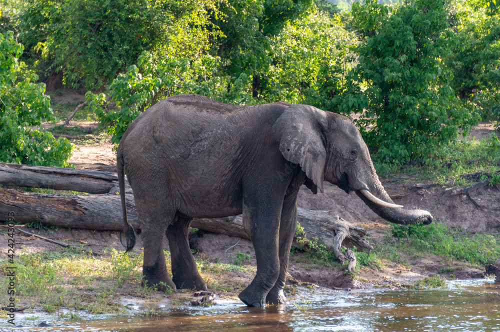 Fototapeta premium elephant in the water