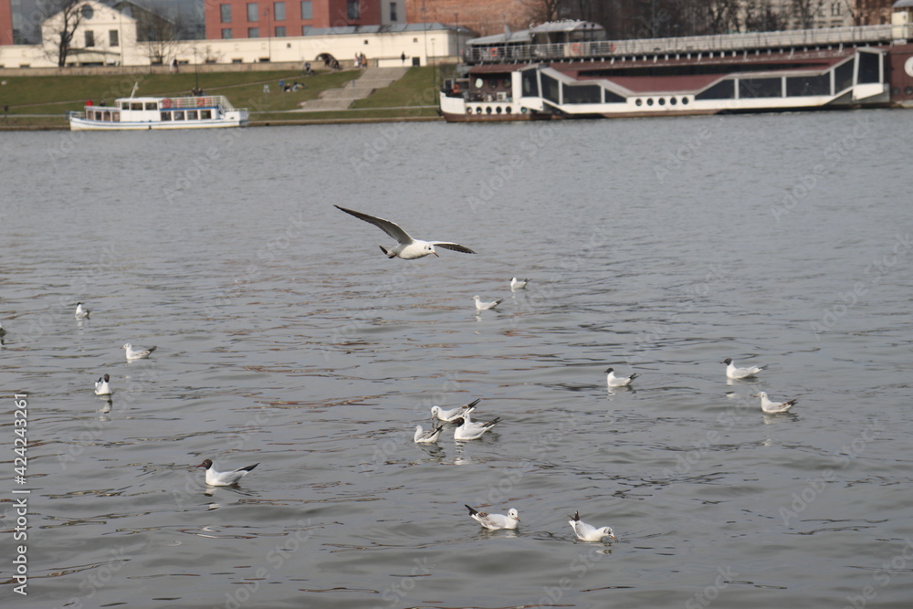 seagulls flying over the river water take off and land on the water surface and float on the waves