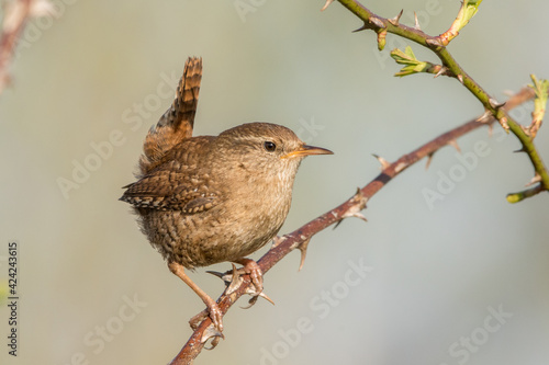 Wren, winterkoning