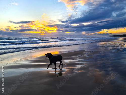 Happy dog on the seashore against the backdrop of a beautiful sunset.