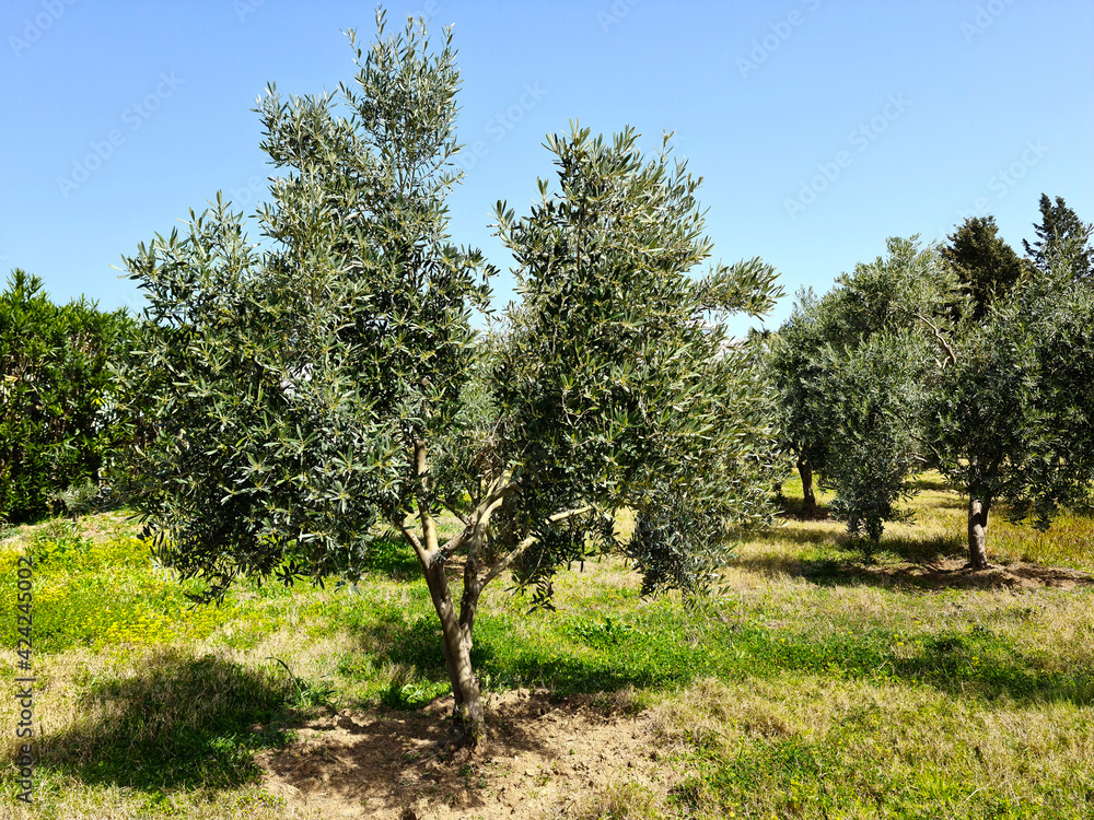 Olive grove. Young olive tree.