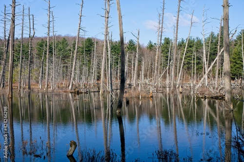 Beaver pond near Oneonta NY