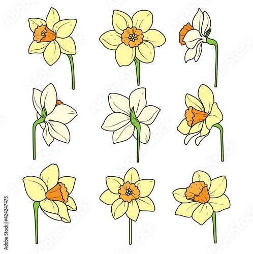 Daffodils separate flowers color variation for coloring page on white background