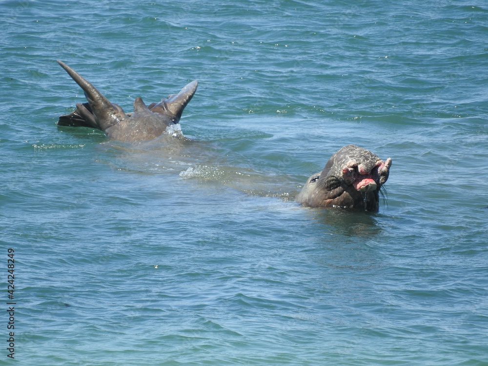 Fototapeta premium Male elephant seal swimming in the waters of the pacific ocean, off the coast of San Simeon, California.