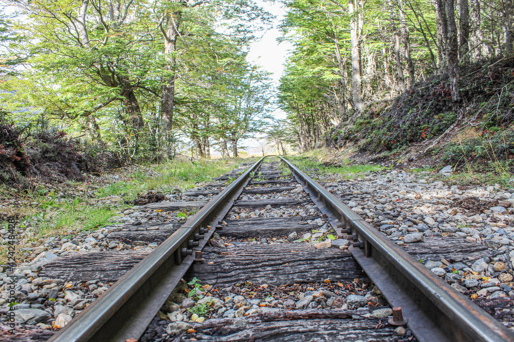 railroad tracks in the forest