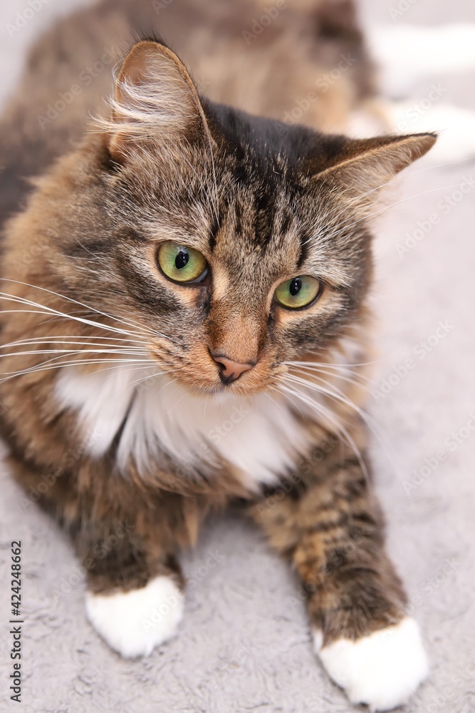 A brown cat is lying on the floor. She has green eyes, a white chest, a white paws, and a long mustache.