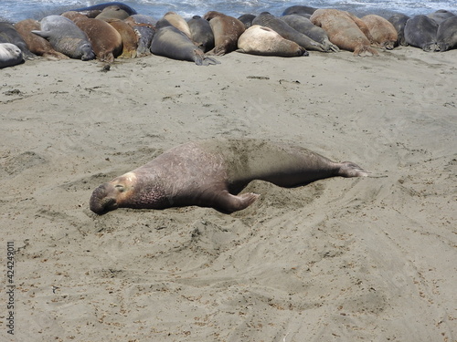 Elephant seals relaxing on the beach at the Piedras Blancas Rookery, in San Simeon, California.