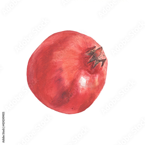 Watercolor painted pomegranate. Vegetarian food healthy plant. Use for illustrate food article menue and decoration.