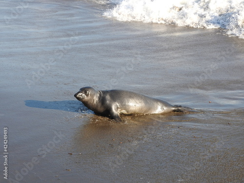 Elephant seal making its way onto the shores of San Simeon, California.