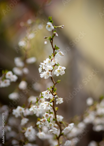 spring blossom photo