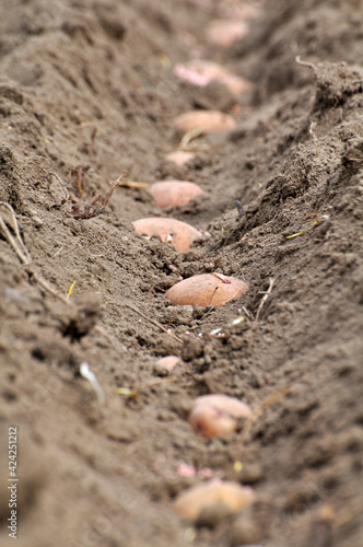 Seed potatoes are planted in rows in the soil before wrapping