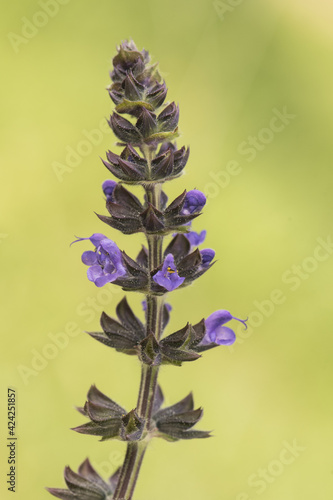 Salvia verbenaca wild clary plant with deep blue purple flower rod and hairy green leaves on a blurred homogeneous green background photo