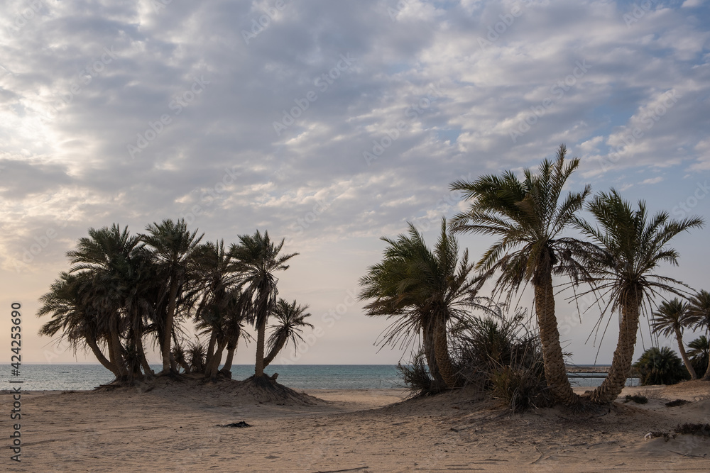 Obraz premium Umm Bab Beach in Al Shahaniya, Qatar. Also known as 'Palm Tree Beach' 