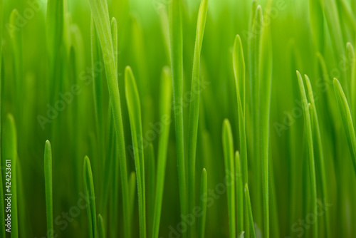 Green grass close up. Abstract nature background.