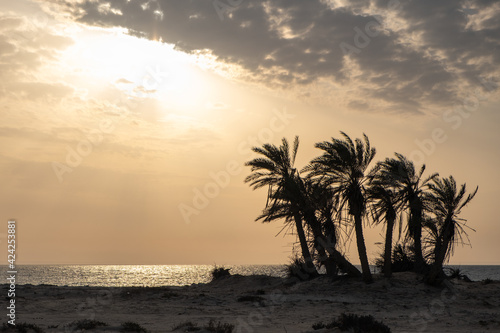 Umm Bab Beach in Al Shahaniya  Qatar. Also known as  Palm Tree Beach  
