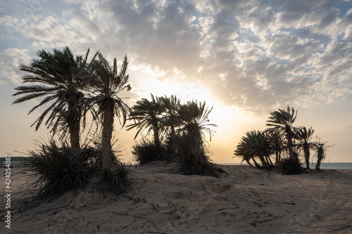 Umm Bab Beach in Al Shahaniya  Qatar. Also known as  Palm Tree Beach  