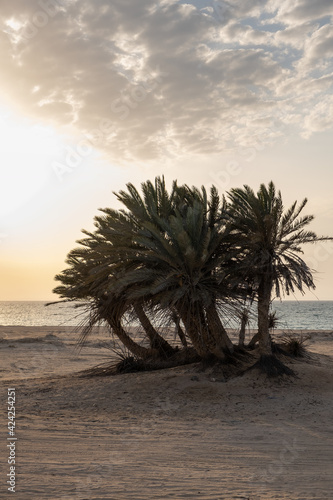 Umm Bab Beach in Al Shahaniya  Qatar. Also known as  Palm Tree Beach  