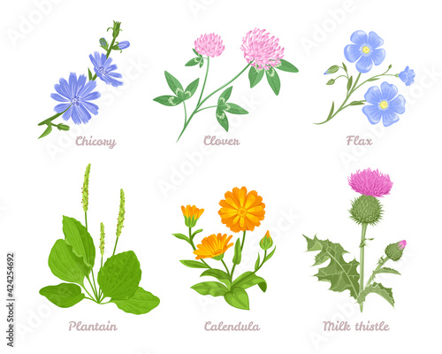 Set of medicinal herbs and wild flowers isolated on white. Vector illustration of clover, flax, plantain, milk thistle, calendula and chicory. Collection of plants in cartoon flat style.