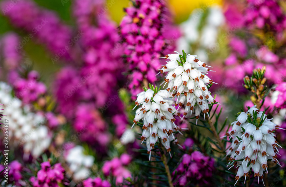 Obraz premium Pink and White flowers