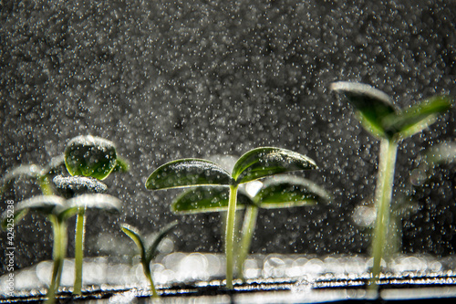 Cucumber seedlings getting misted