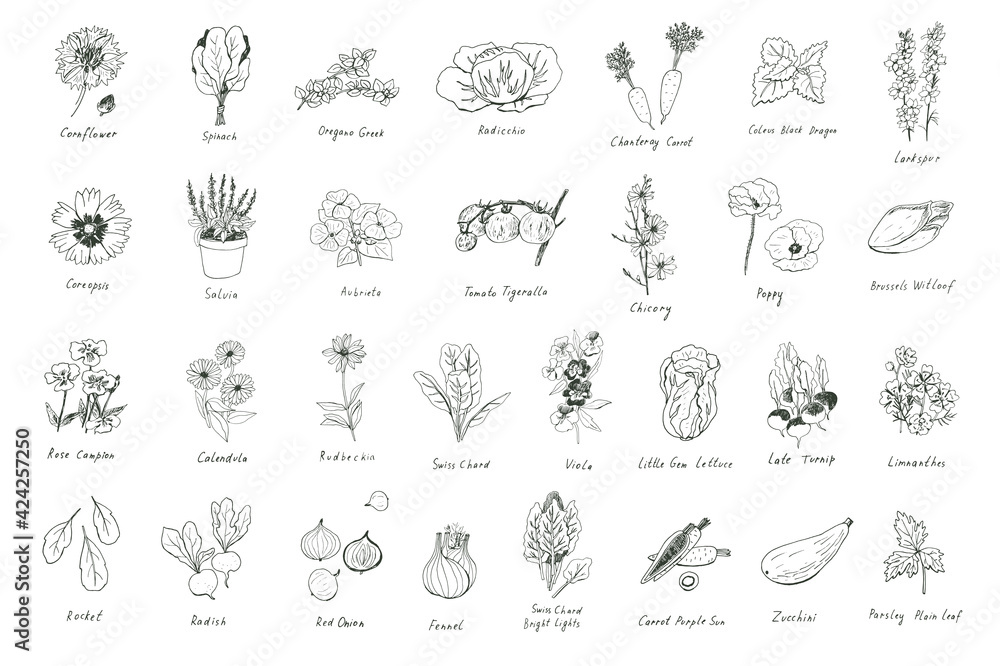 Flowers and vegetables, herbs spring line illustrations set