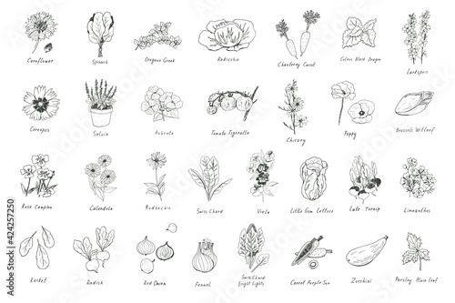 Flowers and vegetables, herbs spring line illustrations set © GooseFrol