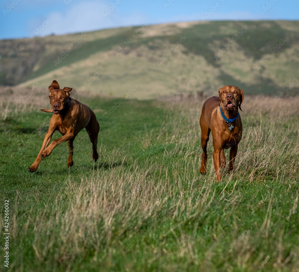 Happy Vizsla dogs playing in field