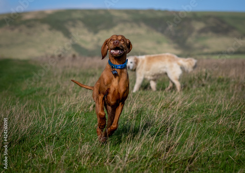 Happy Vizsla dog playing in field