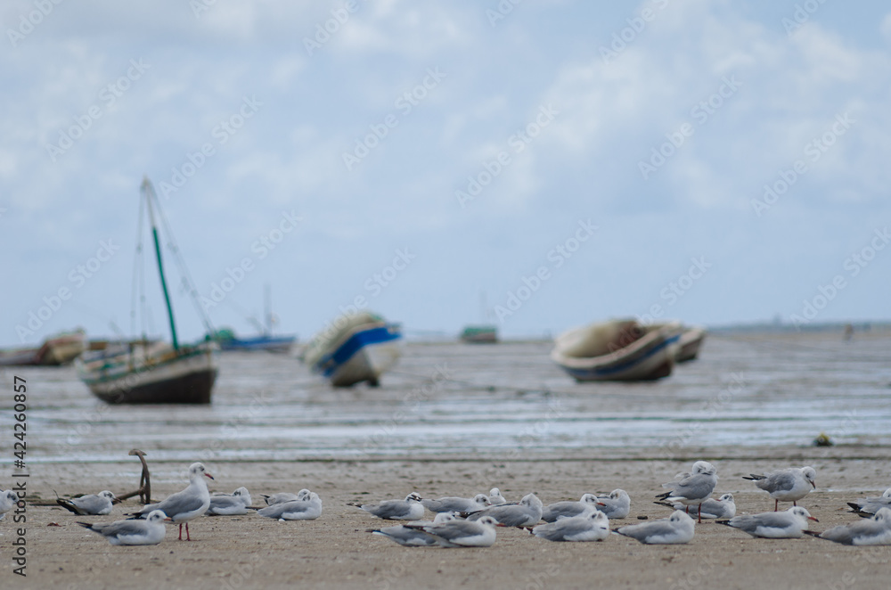 Barcos Artesanais Barcos Artesanais