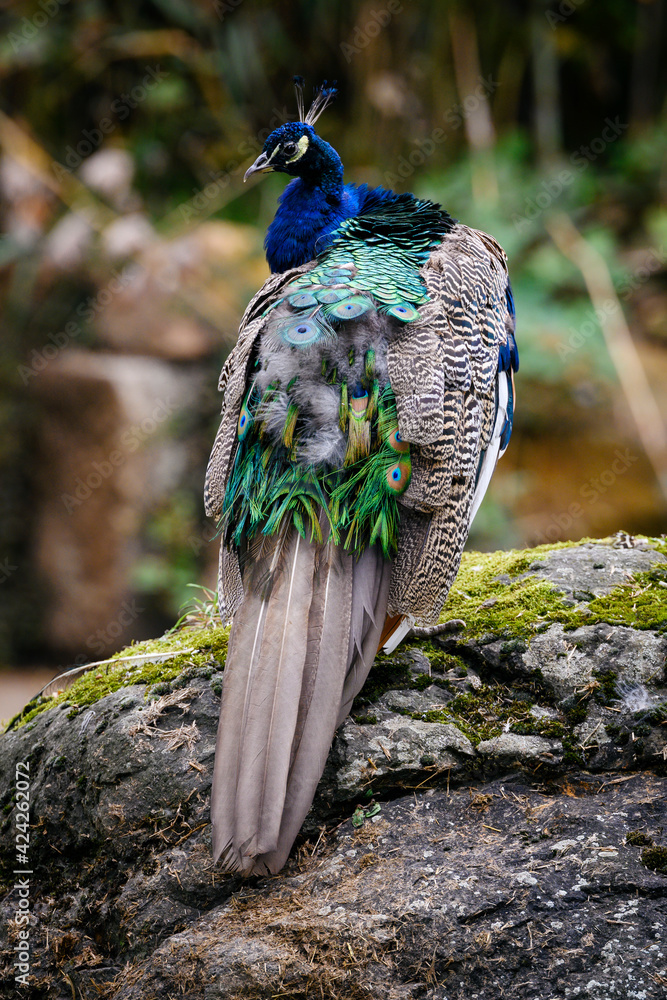 Obraz premium Pavo cristatus - Male peacock on a stone.