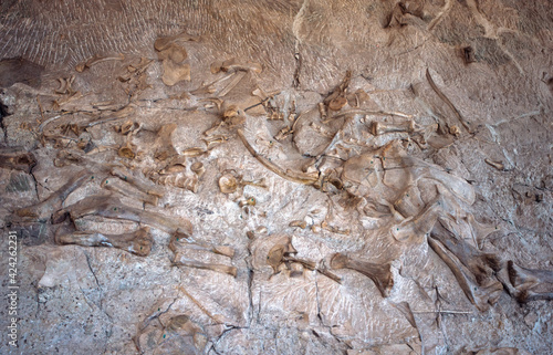 Dinosaur bones in the Dinosaur National Monument