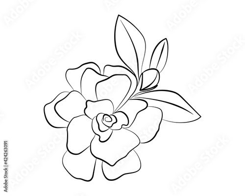 Indoor plant gardenia jasmine. Vector illustration of a flower.