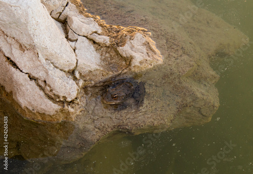 close up of a rock and frog photo