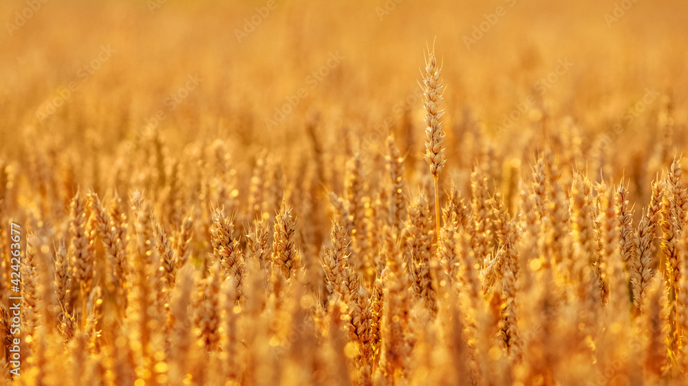 Wheat field in gold tones, background. Growing wheat