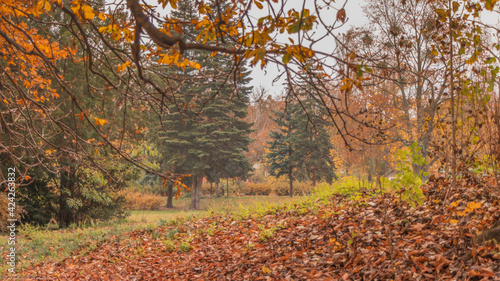 Fototapeta Naklejka Na Ścianę i Meble -  aleja parkowa jesienią, piękne kolorowe liście