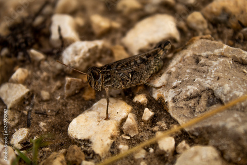 grasshopper on the stone